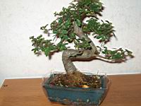 g 003.jpg